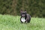 BOULEDOGUE FRANCAIS 1001